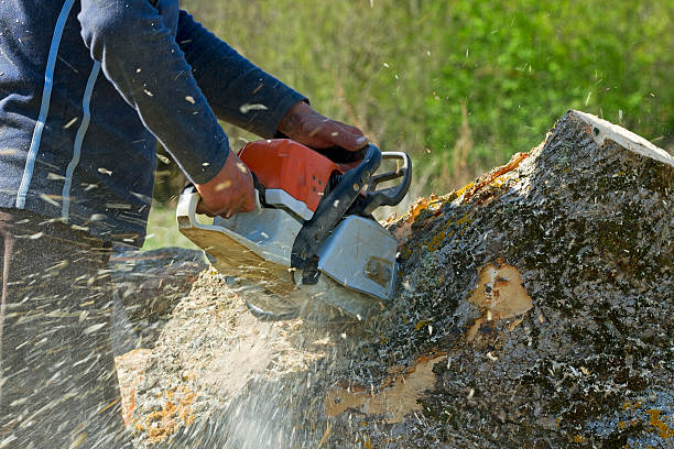Best Emergency Tree Removal  in Lincoln Center, KS